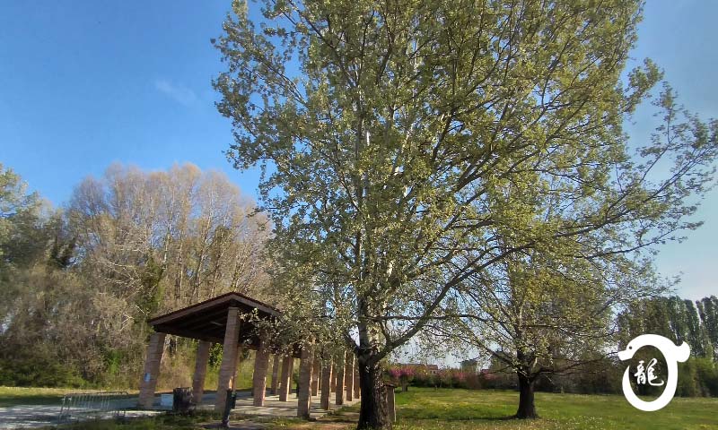 Padova Noventa Padovana, Saonara, Tombelle, Vigonovo corsi di Tai Chi, Bagua Zhan, QiGong, DaoYin, Ginnastica posturale e ginnastica del benessere e antalgica.